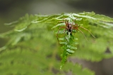 tuinrenspin+(philodromus+aureolus)+5358